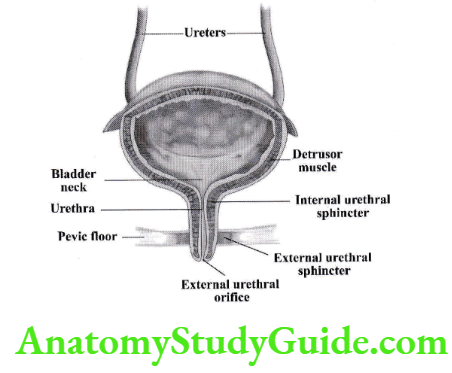 Functional anatomy of urinary bladder