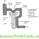 Glomerular filtration tubular absorption and secretion
