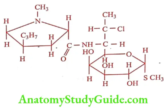 Medical Chemistry Antibiotics Clindamycin hydrochloride