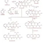 Medical Chemistry Antibiotics Degradation of Oxytetracycline