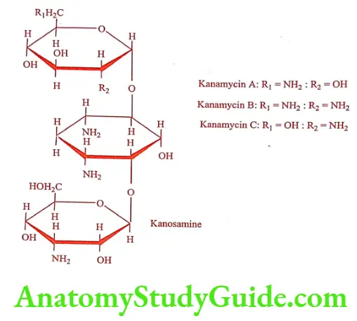 Medical Chemistry Antibiotics Kanamycin