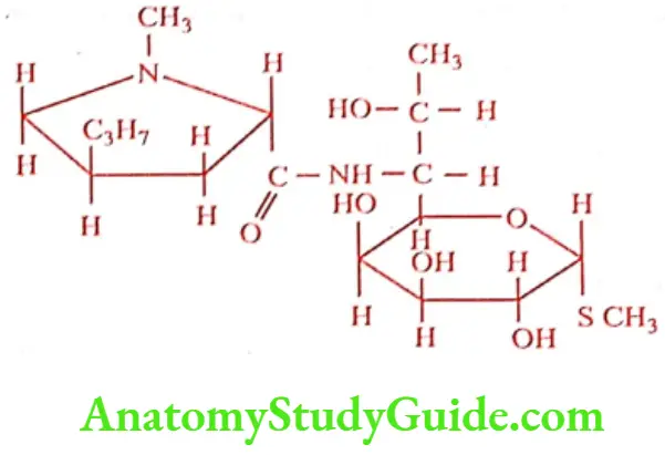 Medical Chemistry Antibiotics Lincomycin hydrochloride