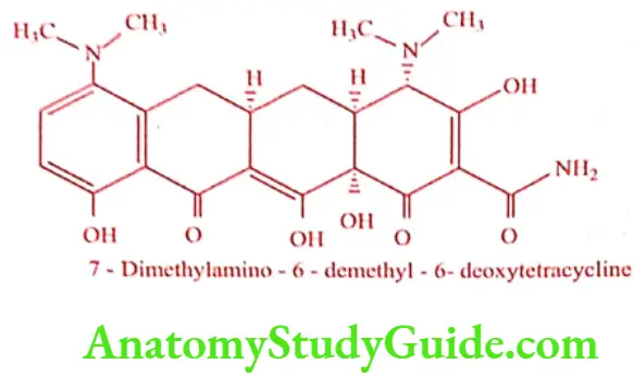 Medical Chemistry Antibiotics Minocycline