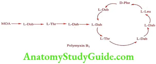 Medical Chemistry Antibiotics Polymyxin
