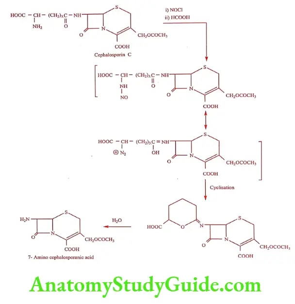 Medical Chemistry Antibiotics Synthesis of 7-Amino cephalosporanic acid from Cephalosporin C