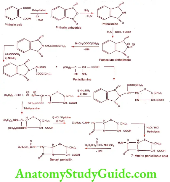 Medical Chemistry Antibiotics Synthesis of Benzylpenicillin
