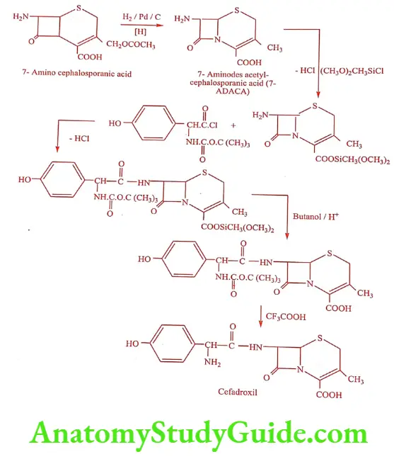 Medical Chemistry Antibiotics Synthesis of Cefadroxil