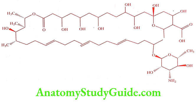 Medical Chemistry Antifungal Agents Nystatin