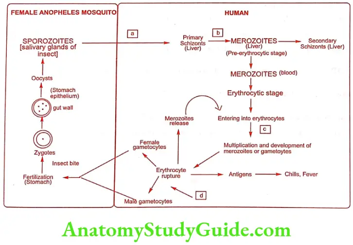 Medical Chemistry Antimalarial Agents Life Cycle of Plasmodium