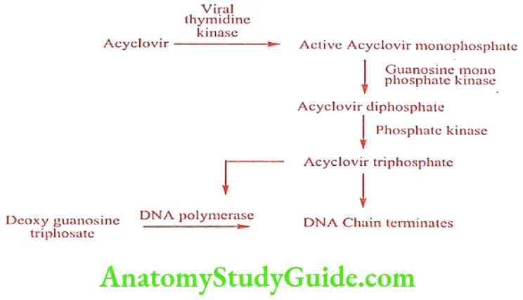Medical Chemistry Antiviral And Antiaids Agents Mechanism of action of acyclovir