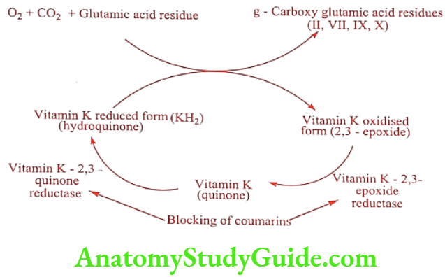 Medical Chemistry Coagulants And Anticoagulants Mechanism of action of Vitamin K and Coumarin derivatives
