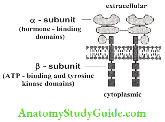 Medical Chemistry Hypoglycemic Agents Binding sides of Insulin