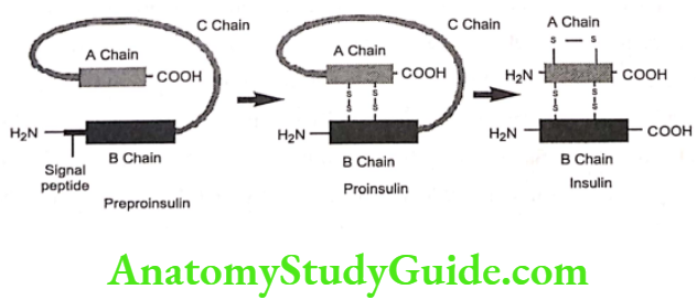 Medical Chemistry Hypoglycemic Agents Conversion of Preproinsulin to Insulin