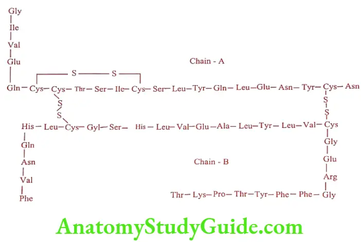 Medical Chemistry Hypoglycemic Agents Human Insulin