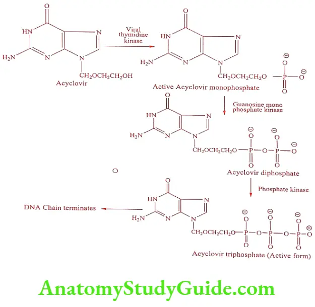 Medical Chemistry Prodrugs Acyclovir triphosphate