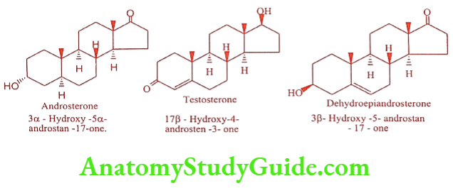 Medical Chemistry Steroids And Related Compounds Androsterone