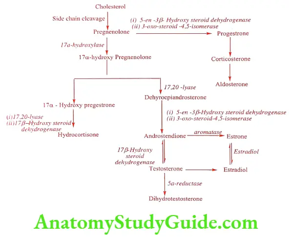 Medical Chemistry Steroids And Related Compounds Biosynthesis of Steroids