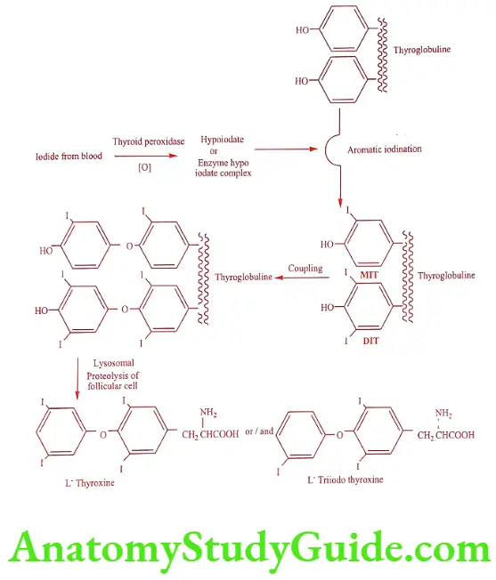 Medical Chemistry Thyroid And Antithyroid Drugs Biosynthesis of Thyroxine