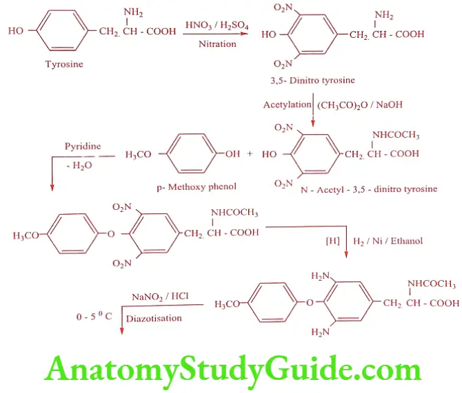 Medical Chemistry Thyroid And Antithyroid Drugs Levothryoxine sodium synthesis