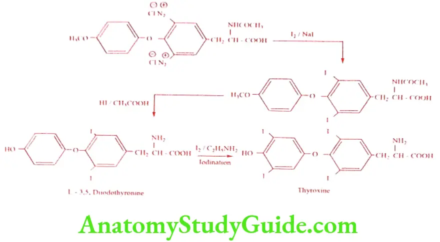 Medical Chemistry Thyroid And Antithyroid Drugs Thyroxine 1