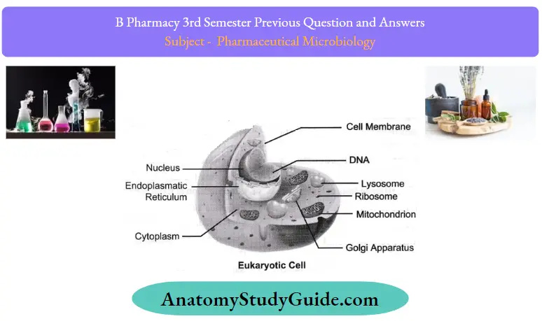 Previous Question And Answers Eukaryotes Cell