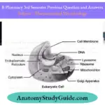 Previous Question And Answers Eukaryotes Cell