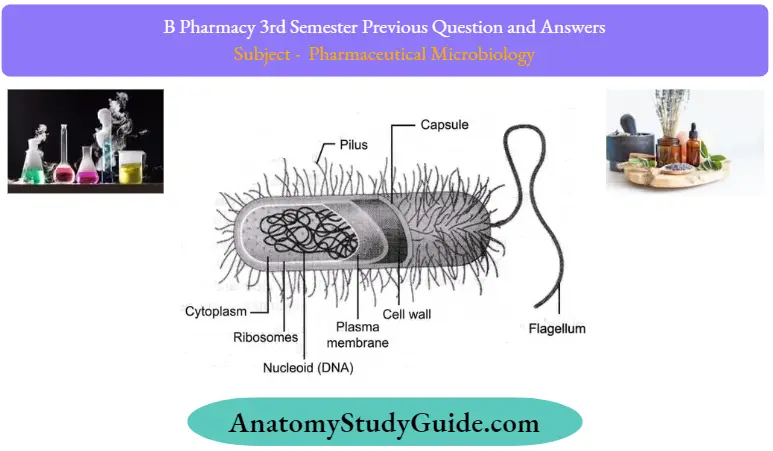Previous Question And Answers Prokaryotes Cell