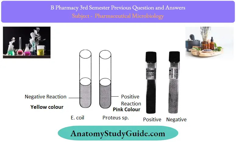Previous Question And Answers Urease Activity