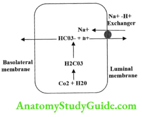 Secretion of H by II active transport by Na H Exchanger
