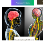 NEET MCQs On Nervous System
