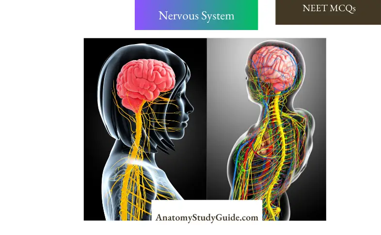 NEET MCQs On Nervous System