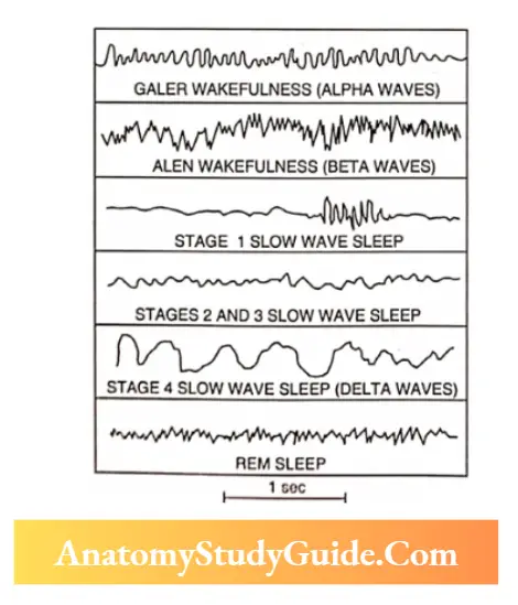Nervous System Electroencephalogram