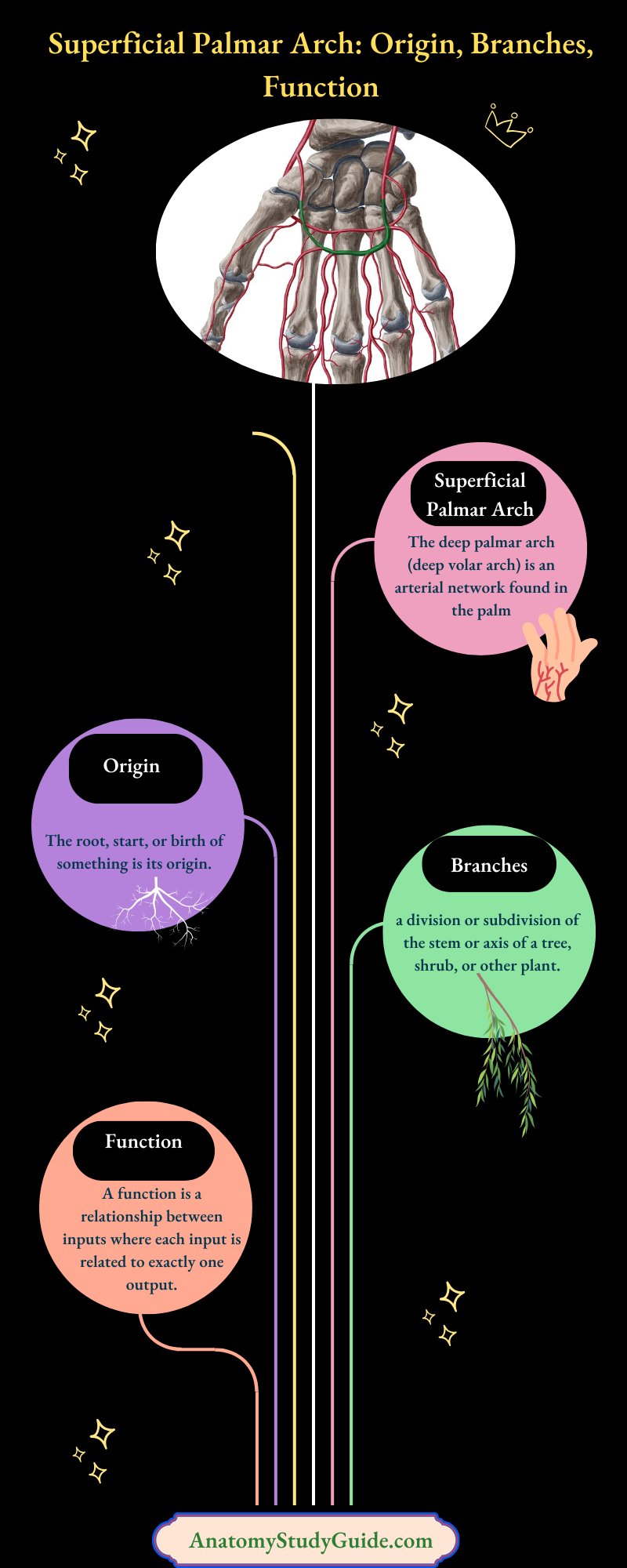 Superficial Palmar Arch: Origin, Branches, Function - Anatomy Study Guide