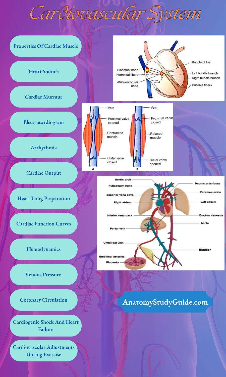 Cardiovascular System