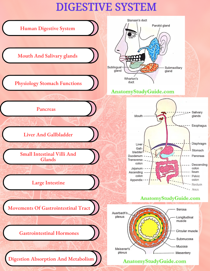 Digestive System