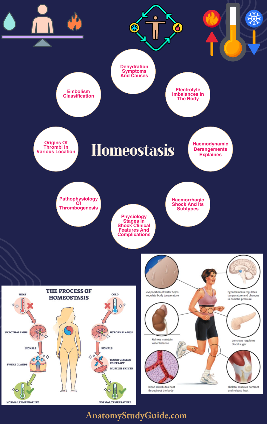Homeostasis