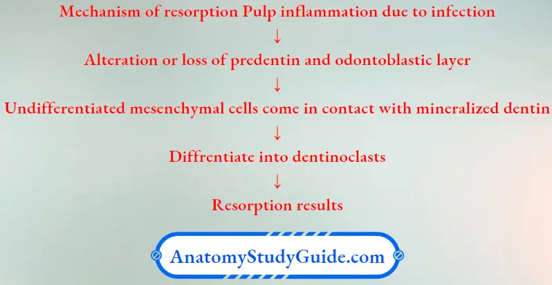 Internal Resorption Or Pink Tooth of Mummery Internal Resorption Etiology