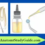 Irrigation And Intracanal Medicaments Conclusion