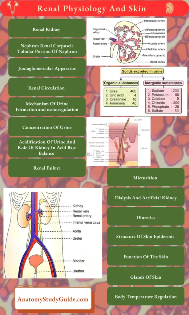 Renal Physiology - Anatomy Study Guide