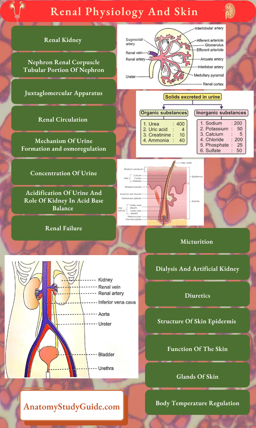 Renal Physiology