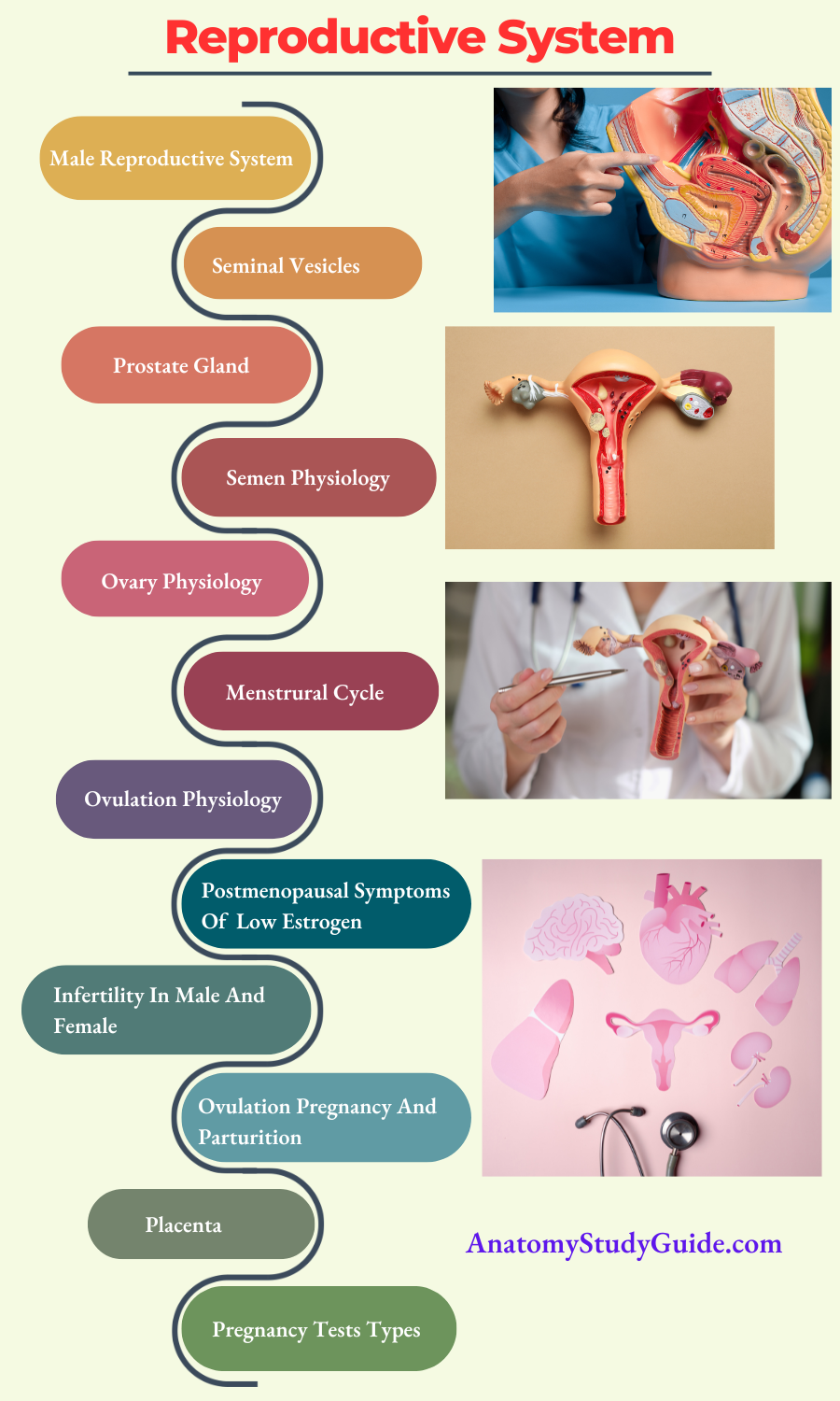 Reproductive System