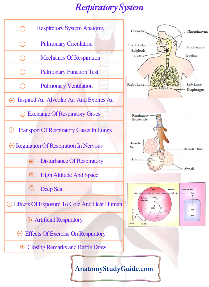 Respiratory System and Environmental Physiology