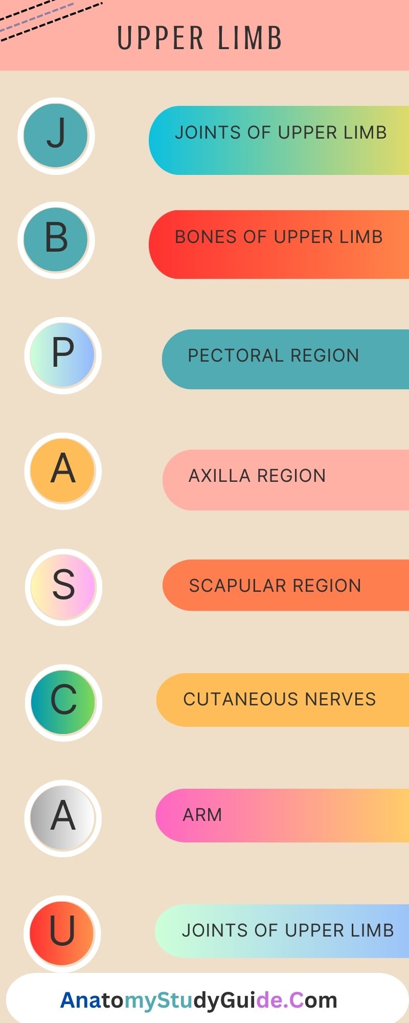 Upper Limb - Anatomy Study Guide